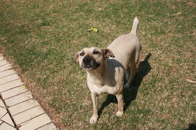 High angle portrait of dog standing on grass