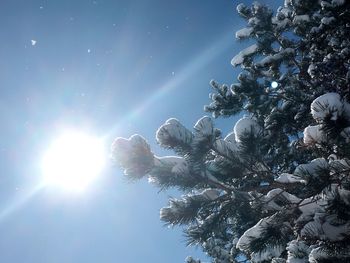 Low angle view of tree against sky on sunny day