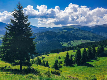 Scenic view of pine trees against sky