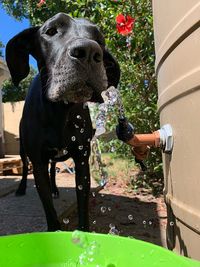 View of horse drinking water