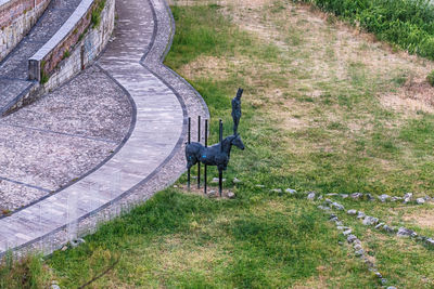 High angle view of horse on field