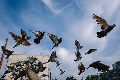 Low angle view of birds flying against sky