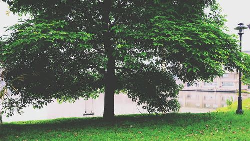 Trees on grassy field