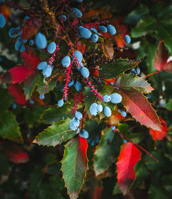 Close-up of berries growing on tree