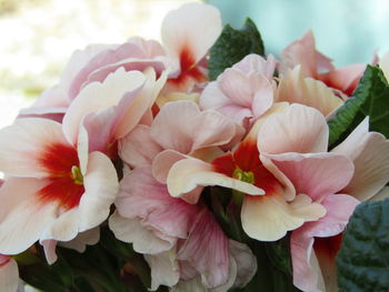 Close-up of pink flowering plant