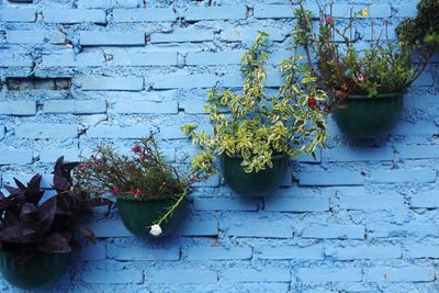 Potted plants against wall