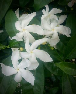 Close-up of white flowers blooming outdoors