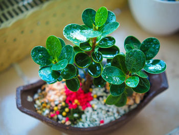 Close-up of raindrops on potted plant