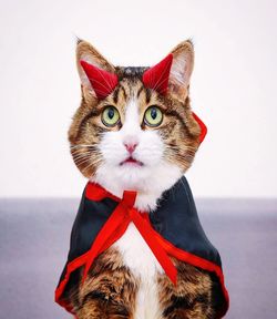 Portrait of a cat