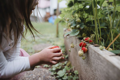 Cropped image of girl picking strawberries at vegetable garden