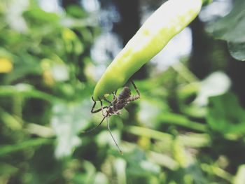 Close-up of insect on green plant