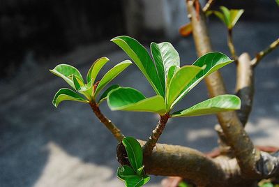 Close-up of fresh green plant