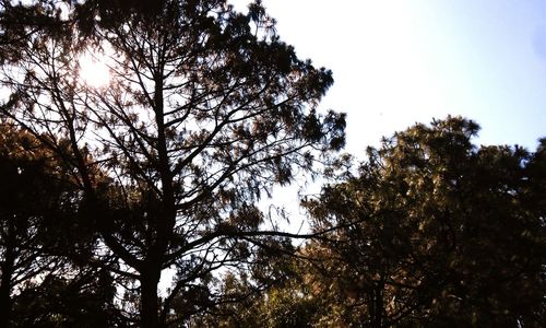 Low angle view of trees against sky