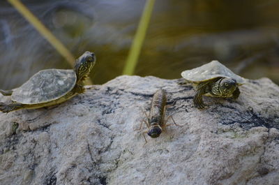 Close-up of frog on rock