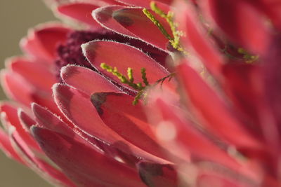 Close-up of red flower