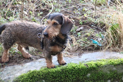 Dog standing in field