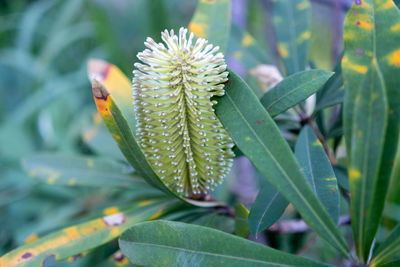 Close-up of bug on plant