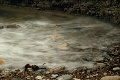 Flock of sheep in water