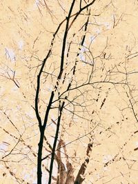 Close-up of tree against sky