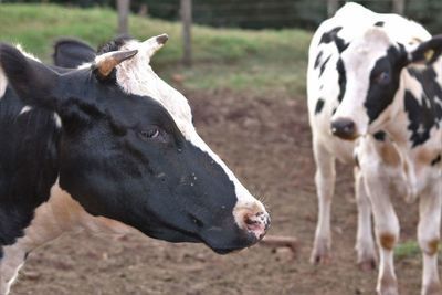 View of cows on field