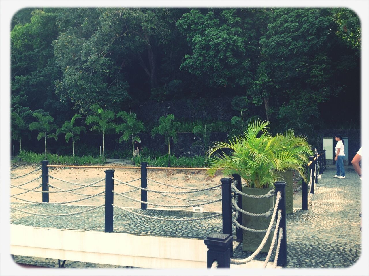 tree, transfer print, growth, park - man made space, railing, auto post production filter, nature, tranquility, tranquil scene, beauty in nature, plant, green color, bench, fence, day, footpath, park, outdoors, scenics, sunlight