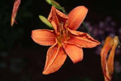 Close-up of water drops on orange day lily blooming outdoors