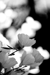 Close-up of white flowering plant