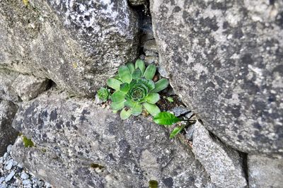 High angle view of plant growing on rock