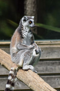 Lemur sitting on wood in zoo