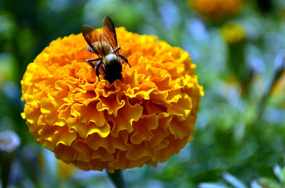 Close-up of bee pollinating on flower