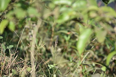 Close-up of plants growing in field