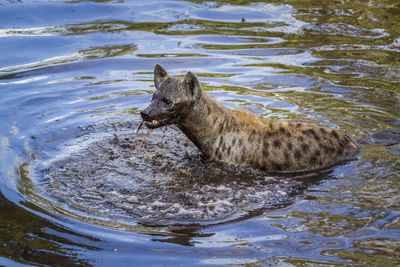 High angle view of hyena swimming in lake