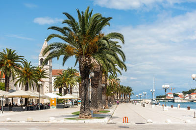 Palm trees on seafront promenade in trogir, croatia