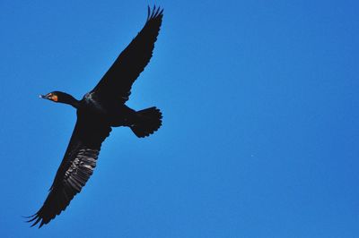 Low angle view of bird flying against clear blue sky