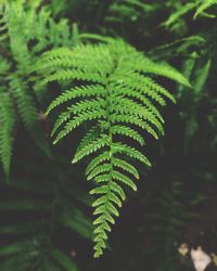 Close-up of fern leaves