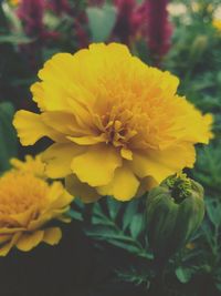 Close-up of yellow flowers