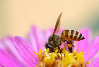 Close-up of bee pollinating on pink zinnia  flower