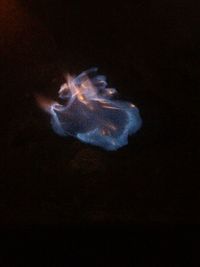 Close-up of jellyfish swimming in water