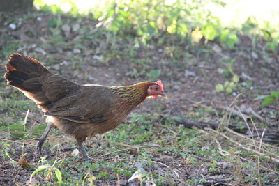 Side view of a bird on field