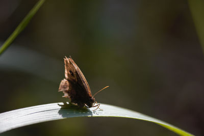 Close-up of butterfly