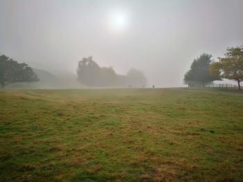 Trees on field against sky