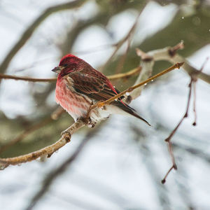 Close-up of bird perching on branch