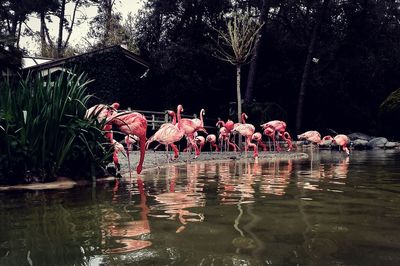 View of birds drinking water from lake