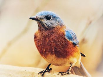 Close-up of a bird