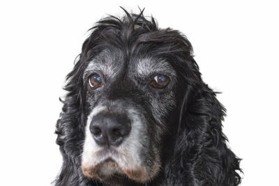 Close-up portrait of dog against white background