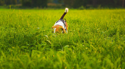 Side view of dog on field