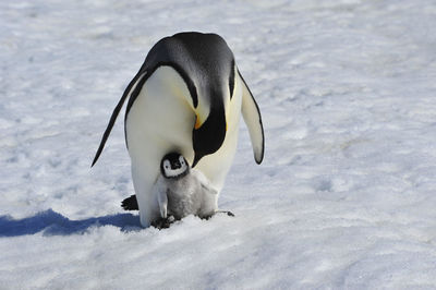 High angle view of a bird on snow