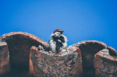 Low angle view of birds on roof against blue sky