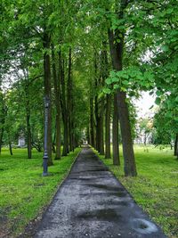 Road passing through forest