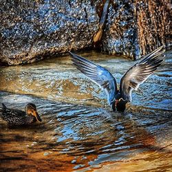 Ducks swimming in water